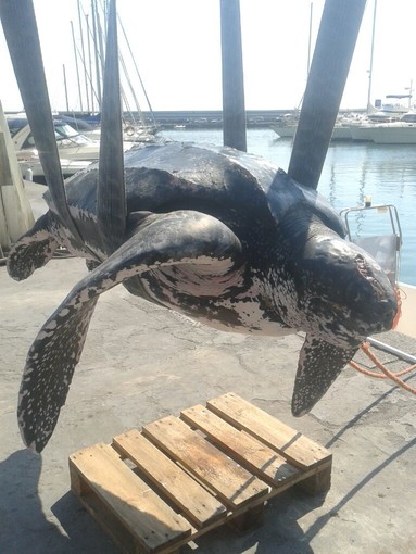 Alassio, raro esemplare di tartaruga Liuto trovato morto dalla Capitaneria in porto
