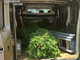 Laigueglia, sorpresi a rubare piante ornamentali in un terreno privato: arrestati dai carabinieri Laigueglia, sorpresi a rubare piante ornamentali in un terreno privato: arrestati dai carabinieri