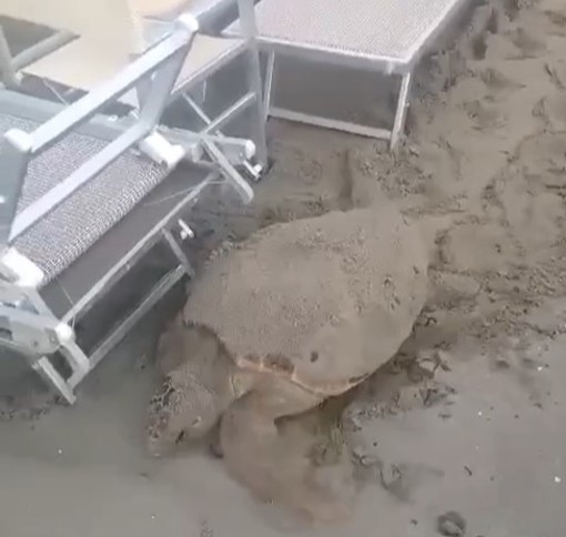 Alassio si prepara alla schiusa delle uova di tartaruga: corridoio ombreggiato e videosorveglianza per i piccoli Alassio si prepara alla schiusa delle uova di tartaruga: corridoio ombreggiato e videosorveglianza per i piccoli