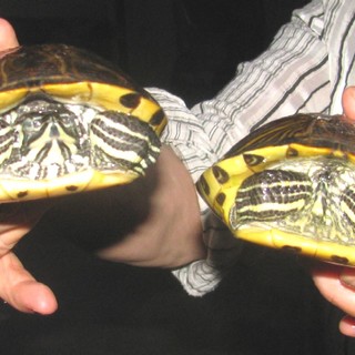 Due tartarughe d'acqua abbandonate su un marciapiede in centro a Savona
