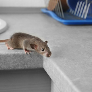 Chi chiamare per topi in casa? Cosa fare e a chi rivolgersi davvero