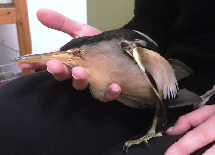 Albisola e Savona, l'Enpa soccorre due animali selvatici in difficoltà (FOTO)