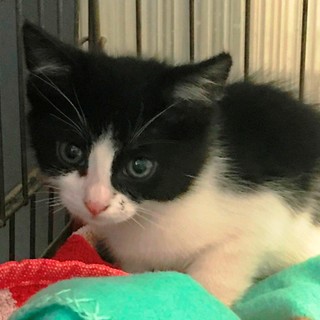 Gattini intrappolati in un tombino, salvati da una volontaria ora in attesa di adozione