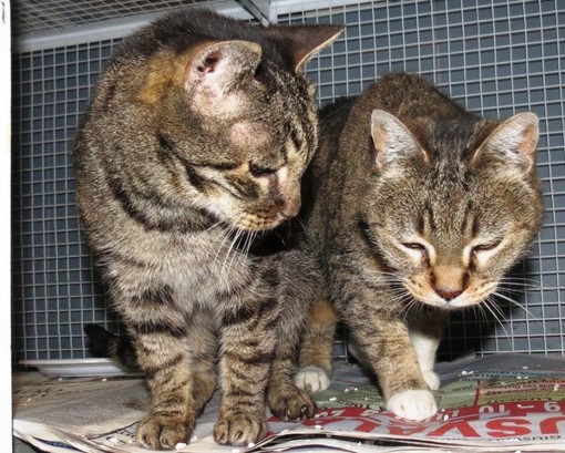 L'appello dell'Enpa: "Serve stallo per due gatti" L'appello dell'Enpa: "Serve stallo per due gatti"