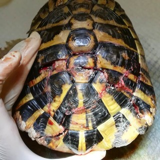 Tovo San Giacomo, tartaruga investita: intervento dell'Enpa