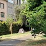 Savona, prime tende e bivacchi abusivi del weekend sulle spiagge e nei parchi cittadini Savona, prime tende e bivacchi abusivi del weekend sulle spiagge e nei parchi cittadini
