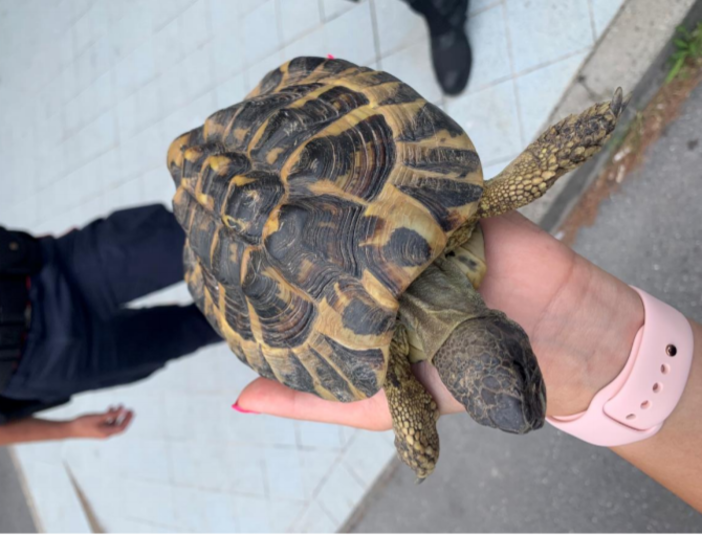 Ceriale, la polizia stradale salva una tartaruga in autostrada (FOTO) Ceriale, la polizia stradale salva una tartaruga in autostrada (FOTO)