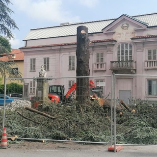 Cairo, tagliati i due cedri in piazza Abba: le proteste non hanno fermato i lavori (FOTO)