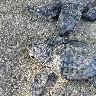 Andora celebra la prima schiusa di Caretta caretta, l'Amministrazione: "Un momento storico per la nostra città"