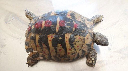 Savona: tartaruga legata alla catena, ora sta meglio
