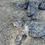 Andora celebra la prima schiusa di Caretta caretta, l'Amministrazione: "Un momento storico per la nostra città" Andora celebra la prima schiusa di Caretta caretta, l'Amministrazione: "Un momento storico per la nostra città"