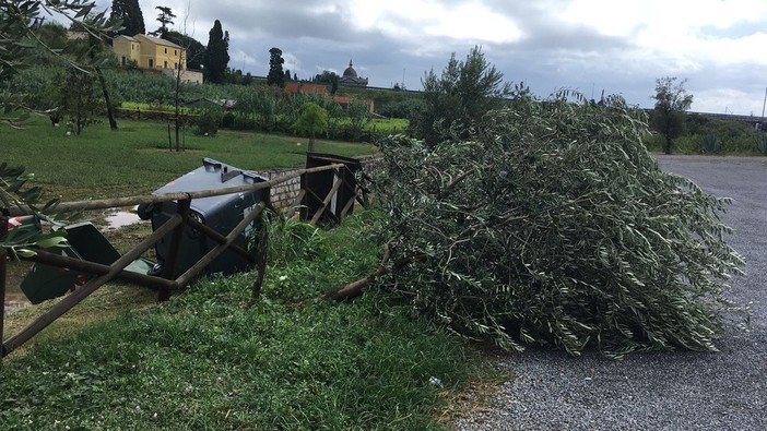 Quiliano, improvvisa tromba d'aria colpisce il parco di San Pietro in Carpignano (FOTO e VIDEO) Quiliano, improvvisa tromba d'aria colpisce il parco di San Pietro in Carpignano (FOTO e VIDEO)
