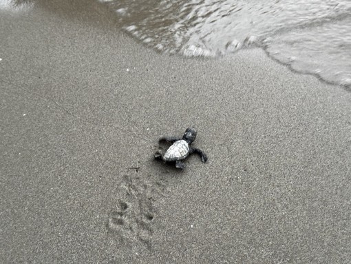 Tartarughe ad Andora, schiuse 50 uova sulla spiaggia libera: in tre prendono il largo Tartarughe ad Andora, schiuse 50 uova sulla spiaggia libera: in tre prendono il largo