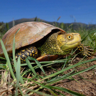 Ad Albenga il "II Congresso Nazionale Testuggini e Tartarughe"
