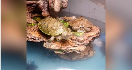 Albenga, tartarughe esotiche abbandonate in strada: erano gravi e debilitate, ora al Cras di Cadibona