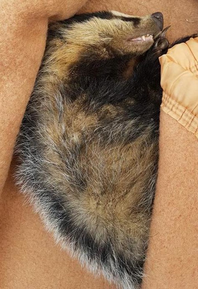 Giovane tasso trovato a Cairo