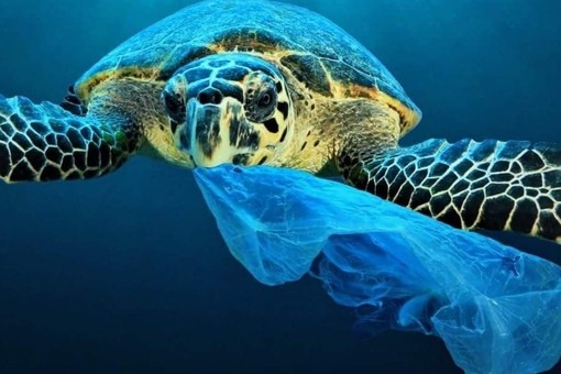 Decreto Salvamare. Il deputato varazzino Battelli: "Così liberiamo dalla plastica le nostre acque e le nostre spiagge"