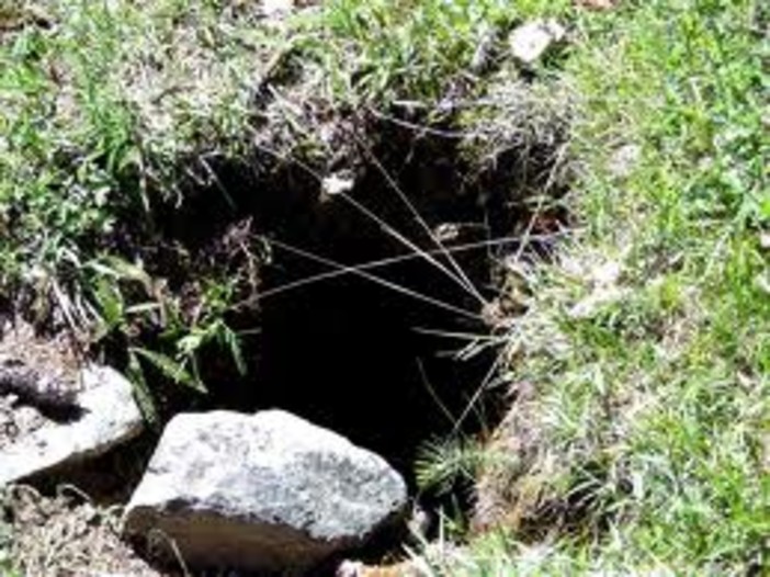 Liberata la cagnetta incastrata in una tana a Bardineto Liberata la cagnetta incastrata in una tana a Bardineto