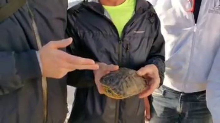Andora, rinvenuta sulla spiaggia una tartaruga. Il sindaco Demichelis: "Pare essere viva e in buona salute"