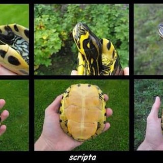 Tartarughe d'acqua: c’è tempo fino al 13 agosto per denunciarne il possesso