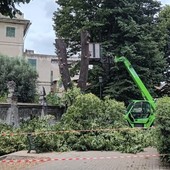 Abbattimento tigli in Largo Gavotti ad Albisola, il Comune risponde alle critiche: "Obbligatorio per tutelare la pubblica incolumità, non è un passatempo a costo zero" (FOTO) Abbattimento tigli in Largo Gavotti ad Albisola, il Comune risponde alle critiche: "Obbligatorio per tutelare la pubblica incolumità, non è un passatempo a costo zero" (FOTO)