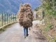 Boissano, tagliano illecitamente 80 kg di erica arborea: sanzionati due cittadini albanesi