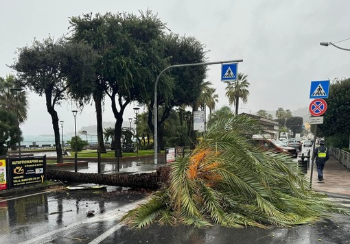 Tromba d'aria a Varazze, il sindaco: "Soccorsi subito mobilitati, la palma caduta sulla via Aurelia rimossa in poco tempo" (FOTO)