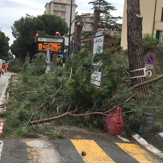 Savona, interpellanza della Lega sui pini pericolanti di Corso Tardy e Benech: "Sono pericolosi" Savona, interpellanza della Lega sui pini pericolanti di Corso Tardy e Benech: "Sono pericolosi"