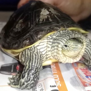 L'appello dell'Enpa: "Tartaruga asiatica vegetariana cerca famiglia" (FOTO)