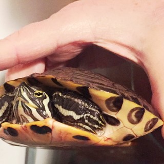 Savona, tartaruga cerca una nuova famiglia