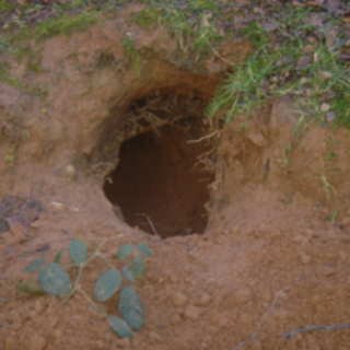 Plodio, cane intrappolato in un cunicolo a 10 metri sottoterra