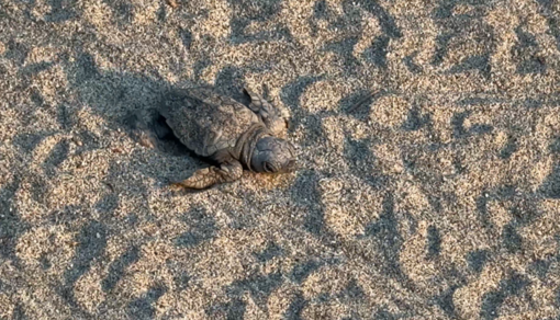 Tartarughe marine: seminario formativo per gli stabilimenti balneari a Laigueglia