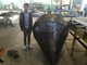 Trottola gigante a Roccavignale, ricordando il record mondiale del trottolaio Renzo Gandolfo Trottola gigante a Roccavignale, ricordando il record mondiale del trottolaio Renzo Gandolfo