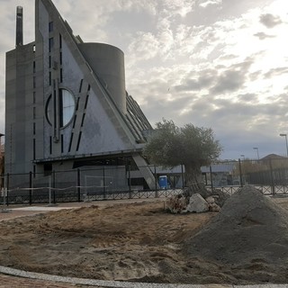 Savona, posizionato il nuovo ulivo &quot;anti degrado&quot; nell'ex anfiteatro vicino al Tribunale