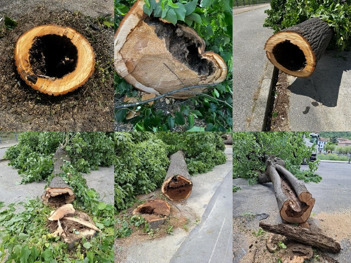 Cairo, abbattuti alcuni tigli in viale Vittorio Veneto. Il Comune: "Gravi problematiche strutturali"