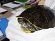 Savona, tartaruga d’acqua ferita soccorsa dall'Enpa: ora sta bene (FOTO)