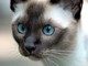Immagine generica gatto siamese