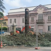 Cairo, tagliati i due cedri in piazza Abba: le proteste non hanno fermato i lavori (FOTO)
