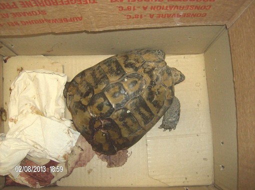 La tartaruga soccorsa La tartaruga soccorsa