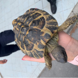 Ceriale, la polizia stradale salva una tartaruga in autostrada (FOTO)