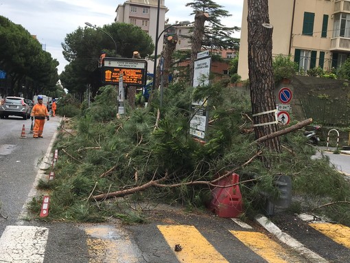 Savona, interpellanza della Lega sui pini pericolanti di Corso Tardy e Benech: "Sono pericolosi" Savona, interpellanza della Lega sui pini pericolanti di Corso Tardy e Benech: "Sono pericolosi"
