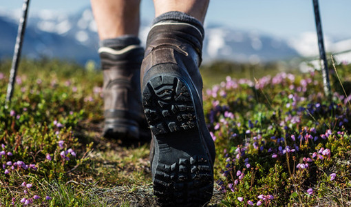 Peste suina, il Pd in Regione: &quot;Aumentare da 20 a 50 partecipanti la soglia che obbliga all’autorizzazione per le attività all'aperto&quot;