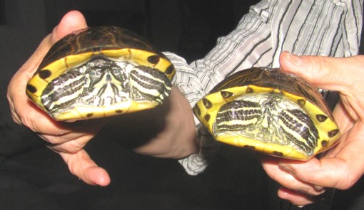 Due tartarughe d'acqua abbandonate su un marciapiede in centro a Savona Due tartarughe d'acqua abbandonate su un marciapiede in centro a Savona