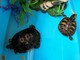 La denuncia dell'Enpa: &quot;Due tartarughe d’acqua americane abbandonate a Savona&quot;