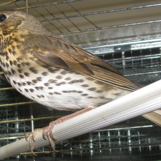 Palco per la caccia alla fauna migratoria, l'Enpa: "Inviteremo il Comune di Vado Ligure ad annullare la gara"
