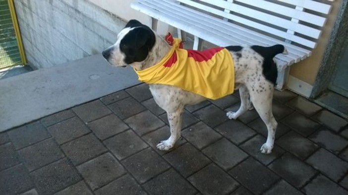 Albenga Calcio: stadio Riva a porte chiuse, a fare il tifo ci pensa la mascotte "Treno"