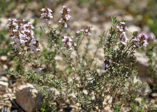 Locus Typicus Finale Ligure