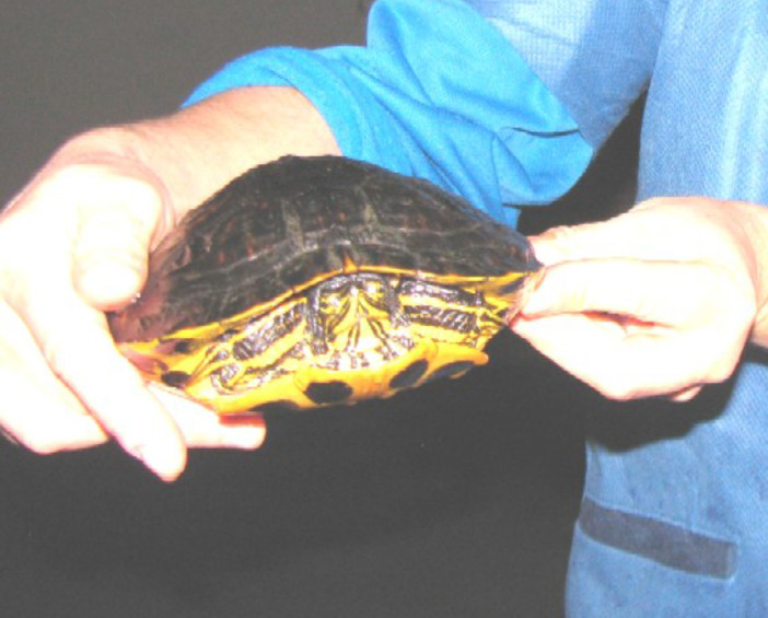 A due settimane dallo sversamento di gasolio, il rio Carenda continua ad uccidere