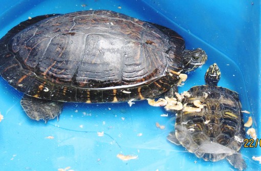 Tartarughe amiche cercano una nuova casa Tartarughe amiche cercano una nuova casa