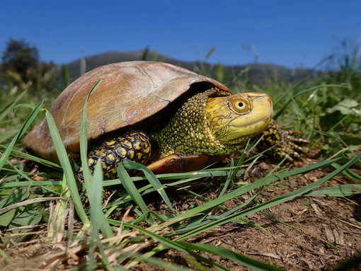 Ad Albenga il "II Congresso Nazionale Testuggini e Tartarughe"
